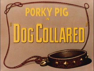 Dog Collared