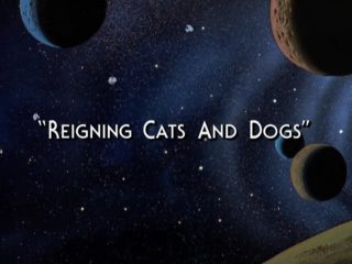 Reigning Cats And Dogs