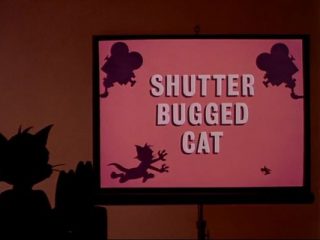 Shutter Bugged Cat