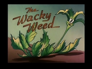 The Wacky Weed